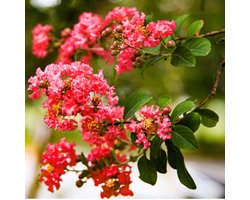 Lagerstroemia - Bloeirijke terrasplant Rood - 3 Liter +/- 40 cm: Struik met rode bloemen, bekend om zijn lange bloeiperiode.