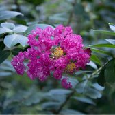 Lagerstroemia - Bloeirijke terrasplant - 3 Liter +/- 40 cm: Opvallende plant met roze bloemen, ideaal voor warme locaties.