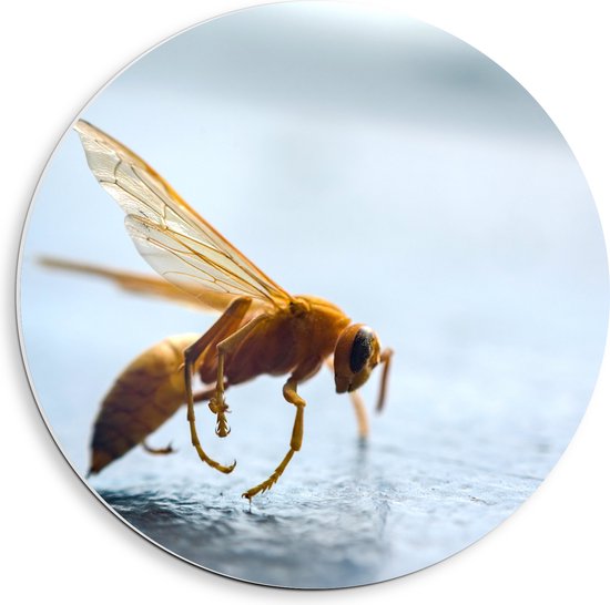 PVC Schuimplaat Muurcirkel - Zijaanzicht van Geel Insect met Vleugels - 40x40 cm Foto op Muurcirkel (met ophangsysteem)