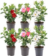 Plants by Frank - Set van 6 Mandevilla mix planten - 2 x Dipladenia wit & 2 x rood & 2 x roze in 12 cm pot - Mediterrane planten - Vers geleverd van de kwekerij - Klimplanten