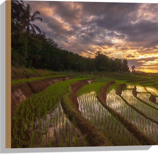 Hout - Rijstvelden Vol Regenwater in Indonesië - 50x50 cm - 9 mm dik - Foto op Hout (Met Ophangsysteem)