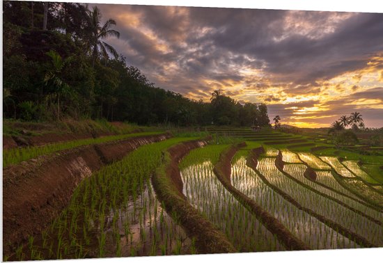 PVC Schuimplaat - Rijstvelden Vol Regenwater in Indonesië - 150x100 cm Foto op PVC Schuimplaat (Met Ophangsysteem)