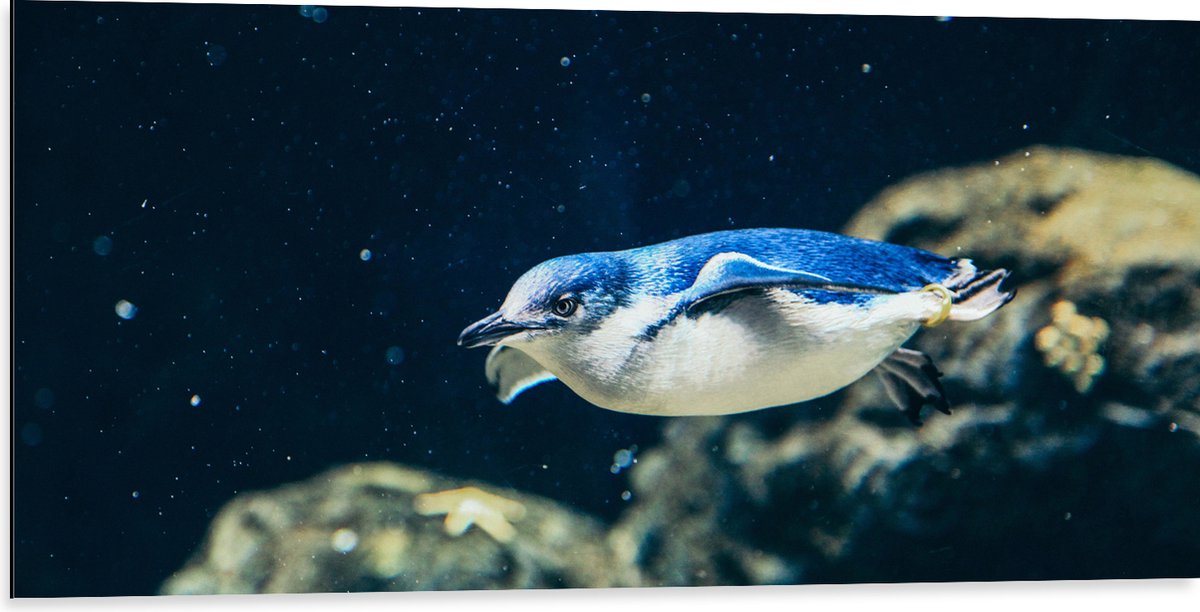 Dibond - Zwemmende Blauwe Pingïun door Aquarium - 100x50 cm Foto op Aluminium (Wanddecoratie van metaal)