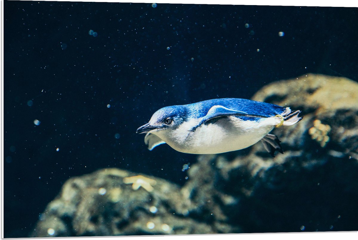 PVC Schuimplaat- Zwemmende Blauwe Pingïun door Aquarium - 90x60 cm Foto op PVC Schuimplaat
