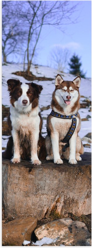 Poster Glanzend – Siberische Husky en Border Collie Honden op Dikke Boomstam in Sneeuw Landschap - 20x60 cm Foto op Posterpapier met Glanzende Afwerking