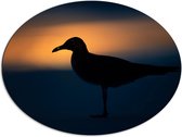 Dibond Ovaal - Silhouet van Zeemeeuw op het Strand - 80x60 cm Foto op Ovaal (Met Ophangsysteem)