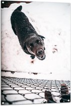 Tuinposter – Omhoogkijkende Bruine Labrador spelend in de Sneeuw - 80x120 cm Foto op Tuinposter (wanddecoratie voor buiten en binnen)