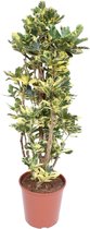 Codiaeum Yellow Tamara ↨ 130cm - hoge kwaliteit planten