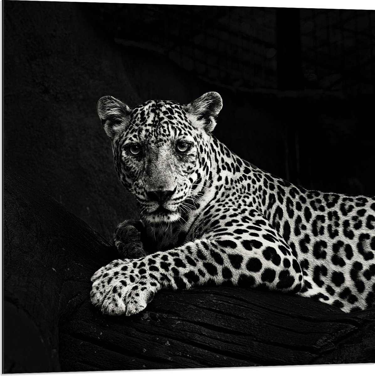 Dibond - Panter met Grote Klauwen Liggend op Boomstam (Zwart- wit) - 80x80 cm Foto op Alum