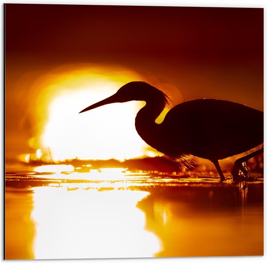 Dibond - Silhouet van Watervogel bij Meer tijdens Felle Zonsondergang - 50x50 cm Foto op Aluminium (Met Ophangsysteem)