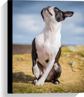 Canvas - Omhoogkijkende Zwart met Witte Boston Terriër Hond in Landschap - 30x40 cm Foto op Canvas Schilderij (Wanddecoratie op Canvas)