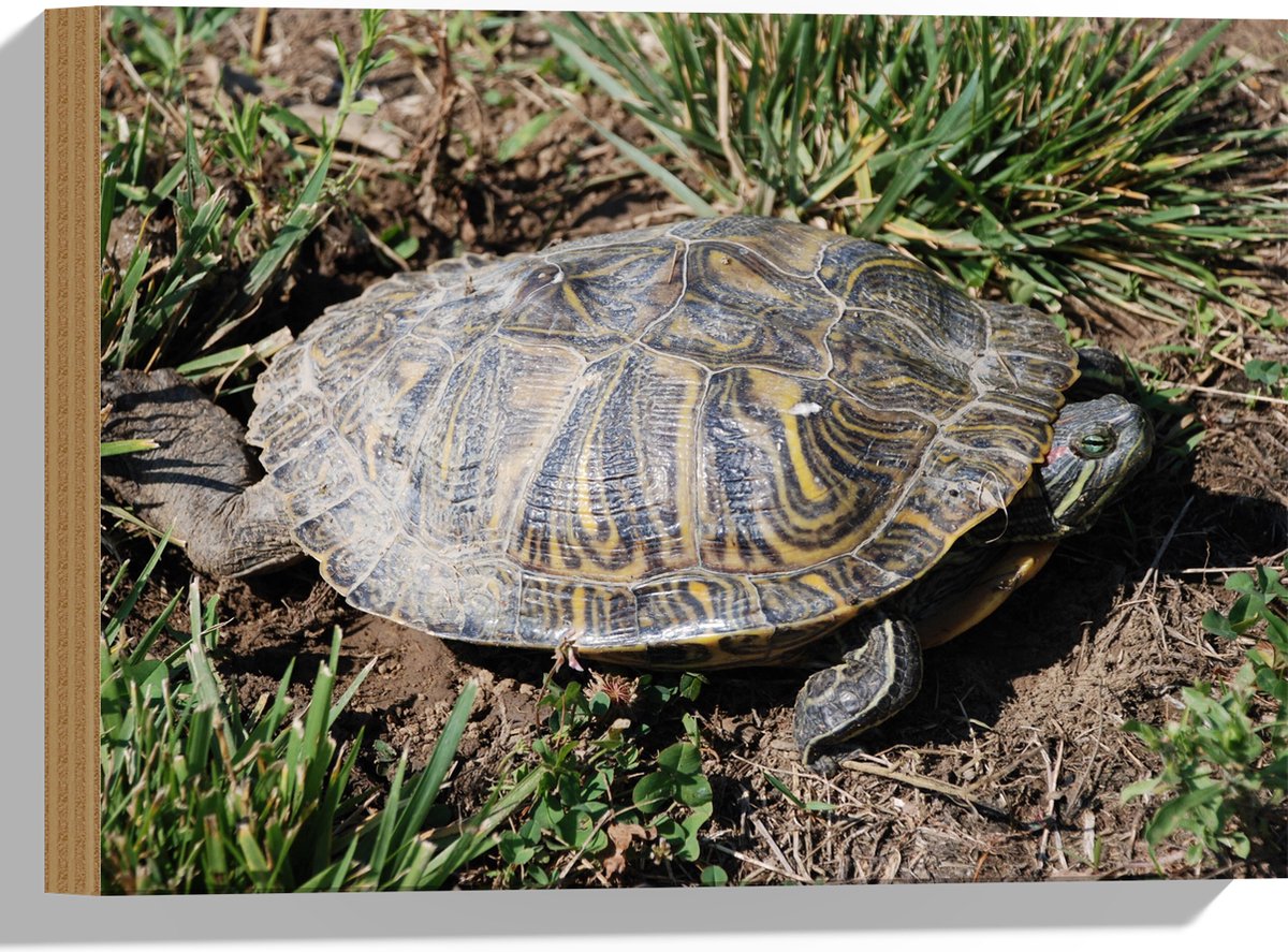 Je schildpad in de koelkast voor een winterslaap: goed of slecht idee Je schildpad in de koelkast voor een winterslaap: goed of slecht idee