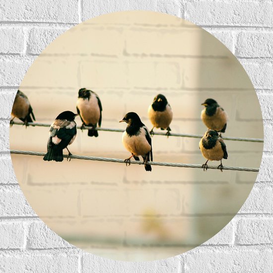 Muursticker Cirkel - Stroomdraden Vol met Vogeltjes - 60x60 cm Foto op Muursticker