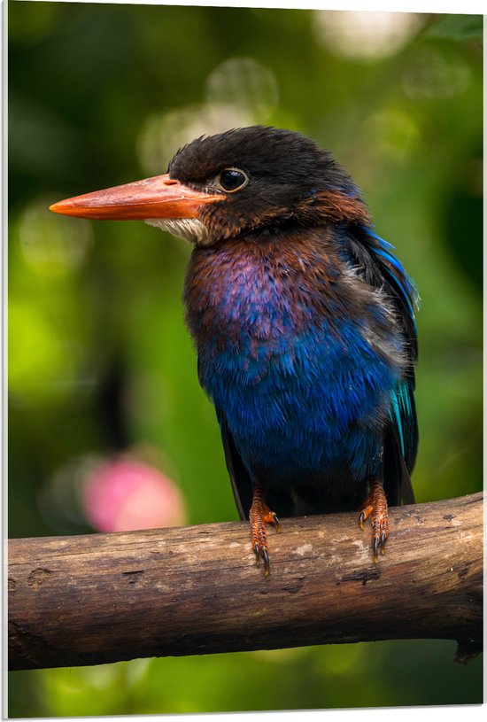 Acrylglas - IJsvogel met Blauwe en Paarse Borst Zittend op Boomstam - 60x90 cm Foto op Acrylglas (Met Ophangsysteem)