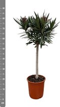 Nerium Oleander op stam - 100cm