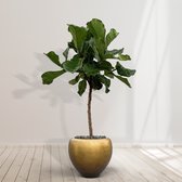 Combideal - Ficus Lyrata stam inclusief zelfwaterende pot Nora Matt Honey S - 160cm