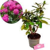 Rhododendron ‘Germania’ Roze bloemen – Hoogte 40/50cm – 1,5 liter pot