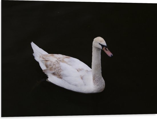 WallClassics - Dibond - Witte Zwaan in Donkere Achtergrond - 80x60 cm Foto op Aluminium (Met Ophangsysteem)