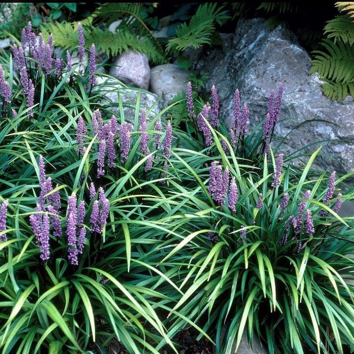 6 x Leliegras Moneymaker Paars - Wintergroen Siergras - Liriope muscari Moneymaker in 9x9cm pot met hoogte 5-10cm