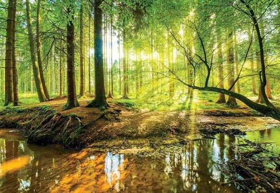 Fotobehang - Zonnig Bos met een Beek - Bomen - Natuur - Vliesbehang - 312 x 219 cm (3 behangvellen)