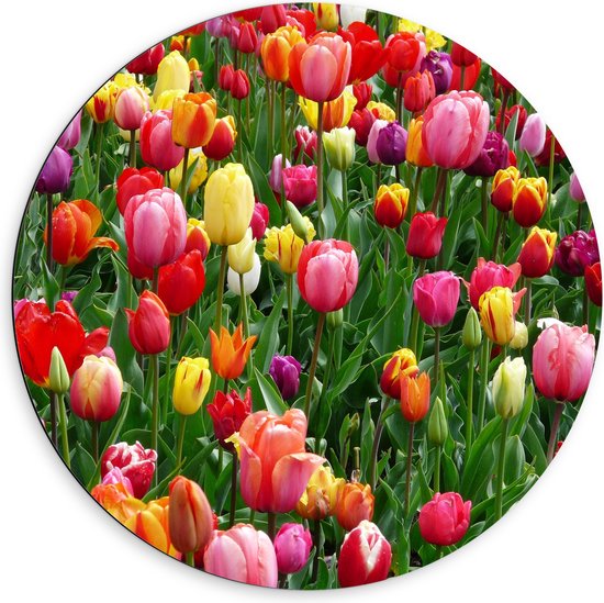 Dibond Muurcirkel - Tulpenveld met Gekleurde Tulpen - 60x60 cm Foto op Aluminium Muurcirkel (met ophangsysteem)