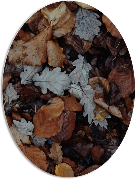 PVC Schuimplaat Ovaal - Herfst Bladeren - 51x68 cm Foto op Ovaal (Met Ophangsysteem)