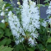 6x Zilverkaars - Actaea simplex ‘White Pearl’ - Pot 9x9cm