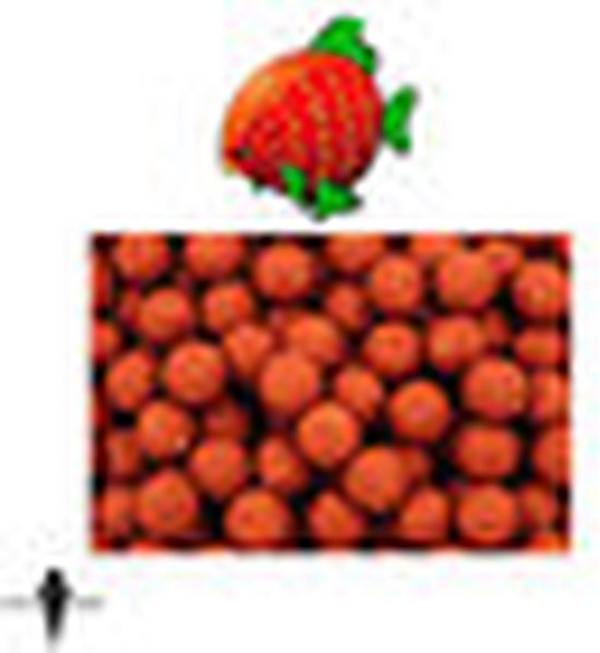 Cuyten Boillie Berries 1kg 15 mm — afbeelding 2