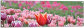 Tuinposter – Veld Vol Bloeiende Tulpen in Verschillende Kleuren Roze - 120x40 cm Foto op Tuinposter (wanddecoratie voor buiten en binnen)