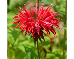 6x Bergamotplant - Monarda ‘Gardenview Scarlet’ - Pot 9x9cm