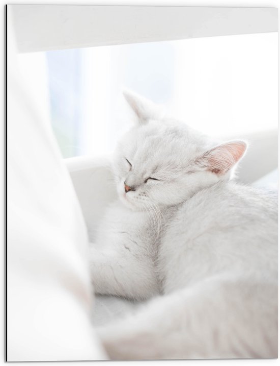 Dibond - Witte Kat slapend tegen Witte Bank - 60x80 cm Foto op Aluminium (Wanddecoratie van metaal)