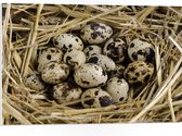 PVC Schuimplaat - Vogeleieren in Nest van Stro - 75x50 cm Foto op PVC Schuimplaat (Met Ophangsysteem)