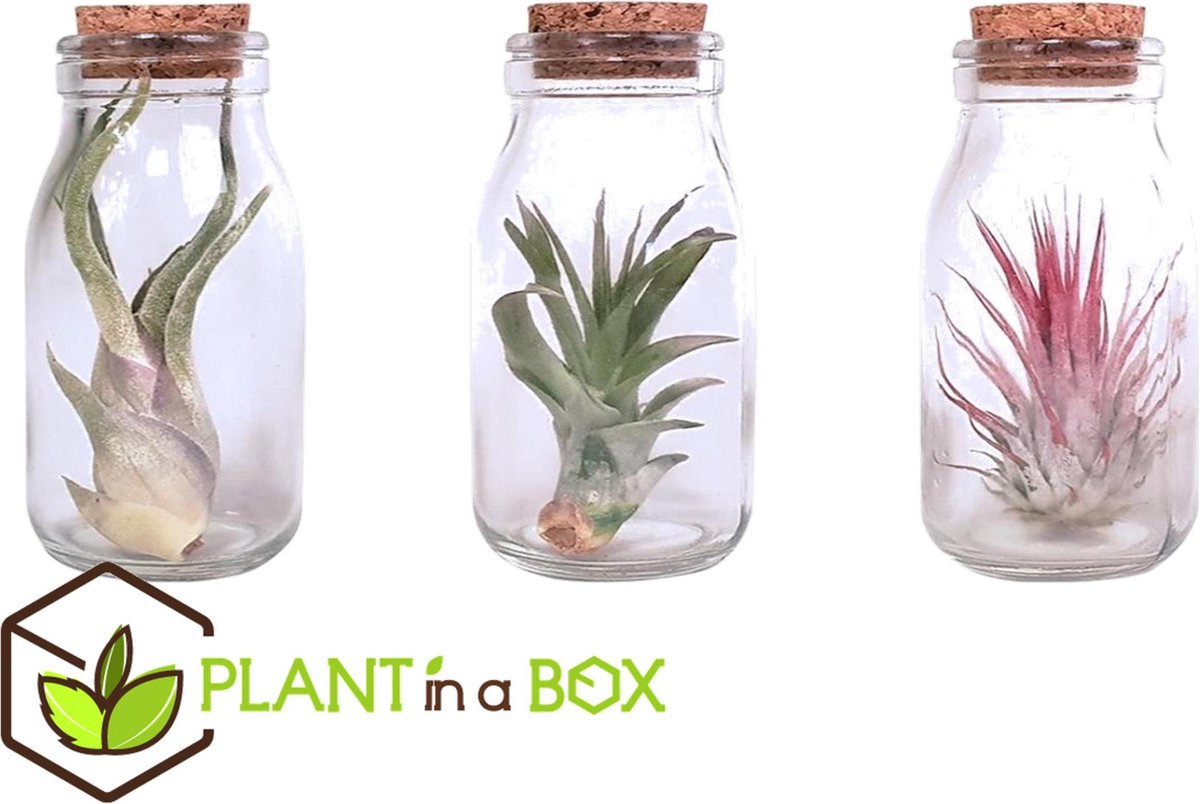 Plant in a Box - Mix van 3 Tillandsia - Luchtplantjes in glazen deco flesje  | bol.com