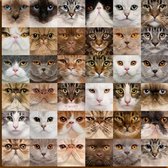 Canvas Schilderij * 36x Kittens voor Katten Liefhebbers * - Kunst aan je Muur - Kattenposter - kleur - 60 x 60 cm