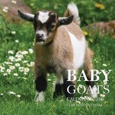 Baby Goats Calendar 2019