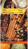 Oranjebandzaden -  Zea, Siermais Amero Hybrids gemengd