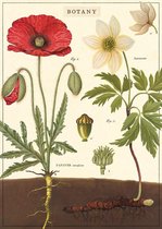 Poster Botany - Cavallini & Co - Vintage Schoolplaat