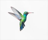 Unieke tuinposter "Kolibrie" | Eigen ontwerp van PSTRS