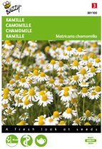 2 stuks Kamille (Matricaria chamomilla)