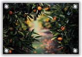Tuinposter Sinaasappelboom in de Voorgrond 60x40cm- Foto op Tuinposter (wanddecoratie voor buiten en binnen)