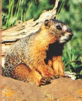 Cute Baby Marmot Rocky Mountain Wildlife Photograph Wide-ruled School Composition Lined Notebook Sandy Closs