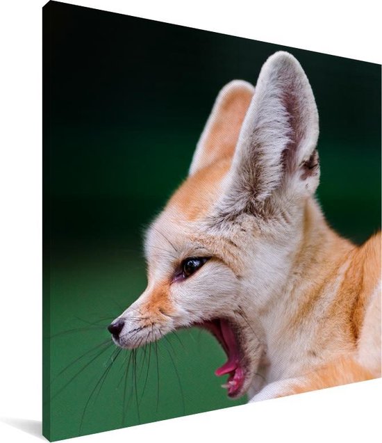 Zijaanzicht van een gapende woestijnvos Canvas 50x50 cm - Foto print op Canvas schilderij (Wanddecoratie woonkamer / slaapkamer) / Wilde dieren Canvas Schilderijen