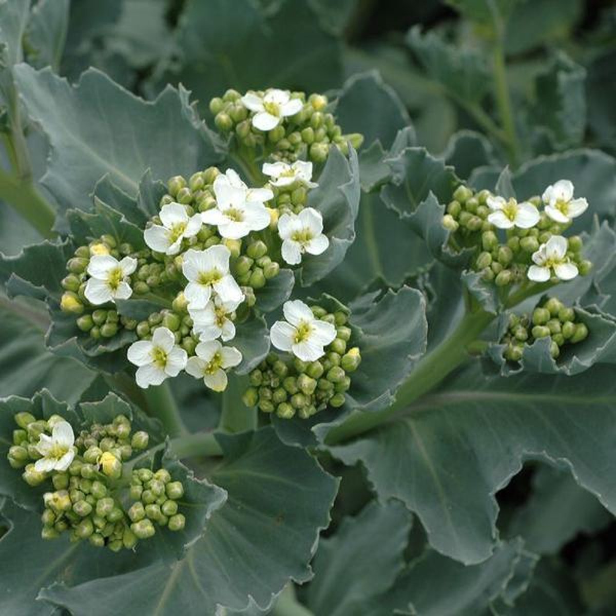 6 x Crambe Maritima - Zeekool pot 9x9cm