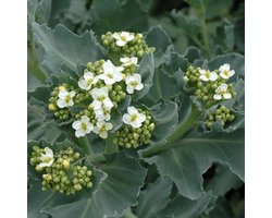 6 x Crambe Maritima - Zeekool pot 9x9cm