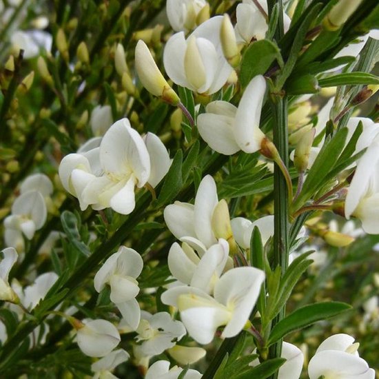 Cytisus Praecox 'Albus' - Genêt précoce 'Albus' 40-60 cm pot | bol.com