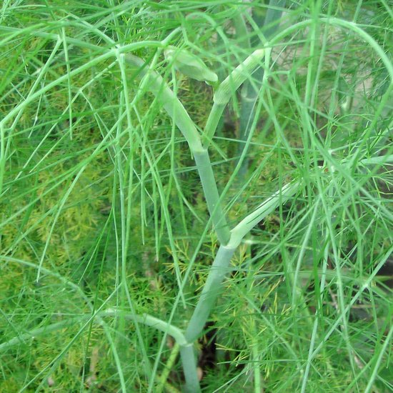 Dille (Anethum graveolens)