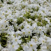 6 x Phlox Subulata 'Calvides White' - Phlox mousse 'Calvides White' godet 9cm x 9cm