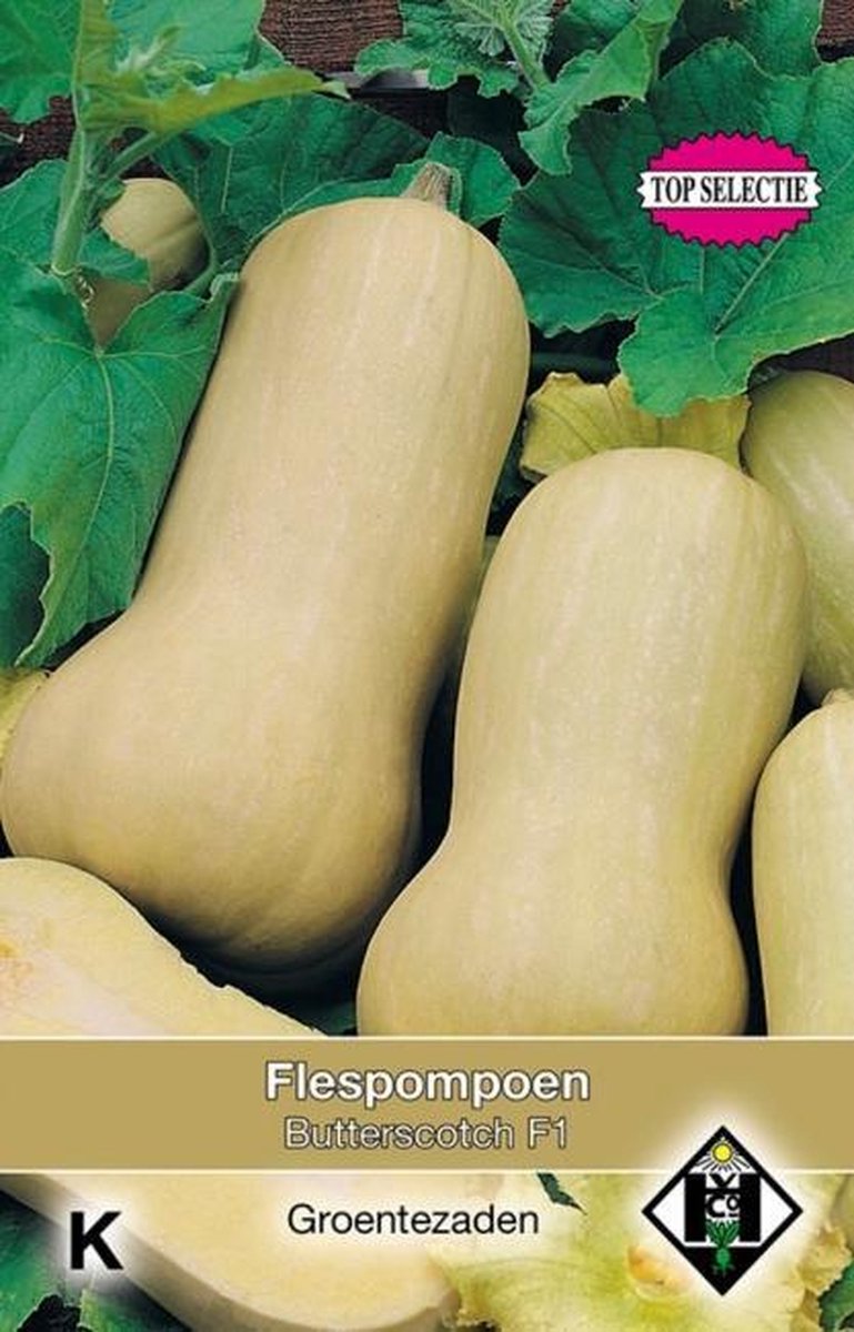 Van Hemert & Co - Flespompoen Butterscotch F1 (Cucurbita moschata)
