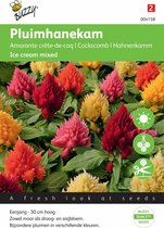 Buzzy Seeds - Pluimhanekam Ice Cream mixed (Celosia Plumosa)