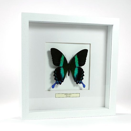 Opgezette vlinder in een witte lijst - Papilio blumei